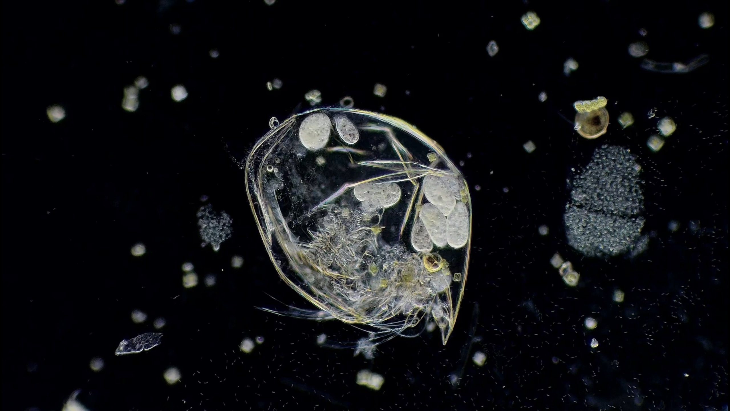 Paramecia inside a Water Flea Paramecia inside a Water Flea