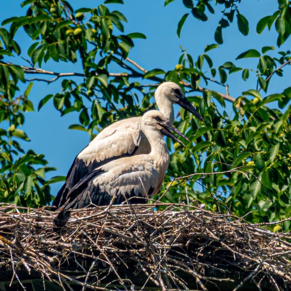 Storks