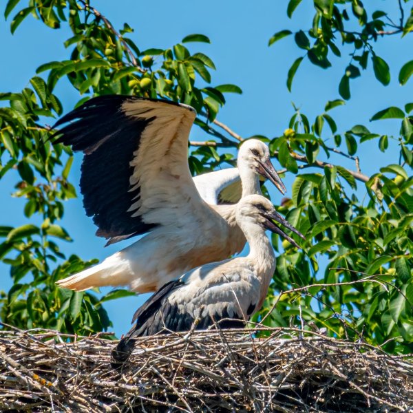 Storks