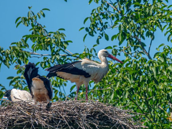 Storks