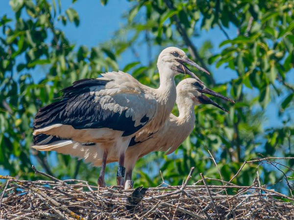 Storks