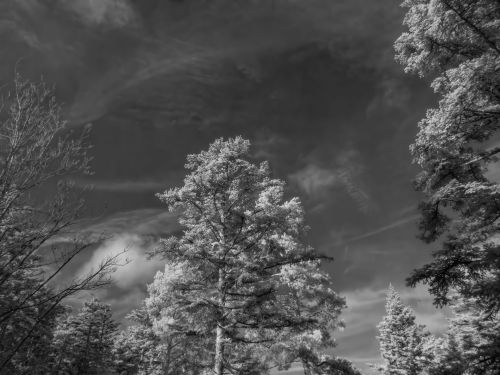 Infrared Image of a Tree