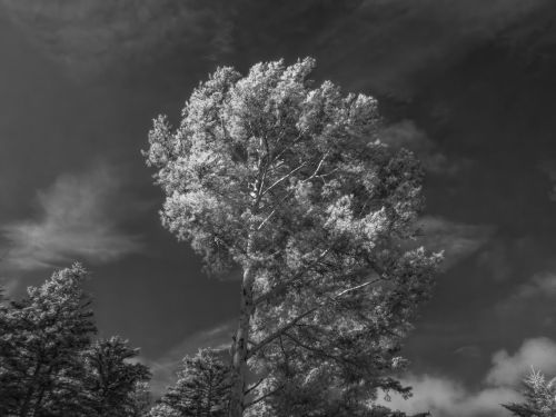 Infrared Image of a Tree