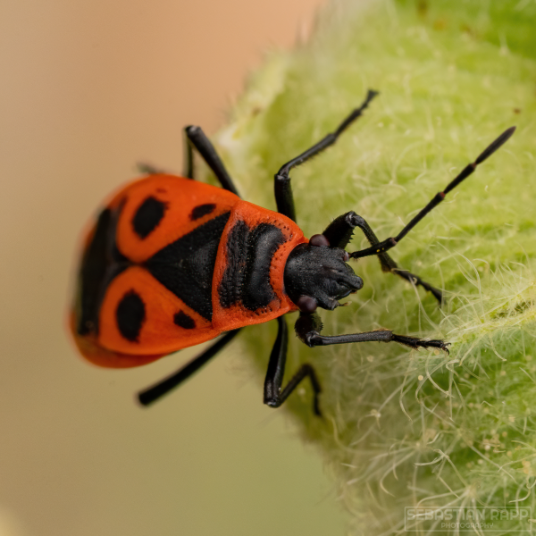 Firebug (Pyrrhocoris apterus)