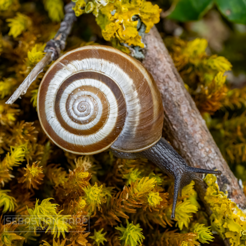 Snail