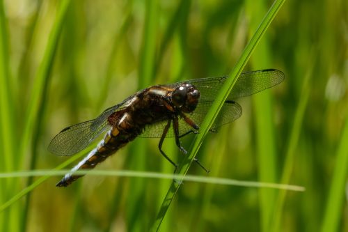 Dragonfly
