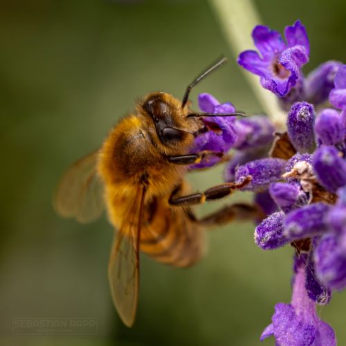Bee