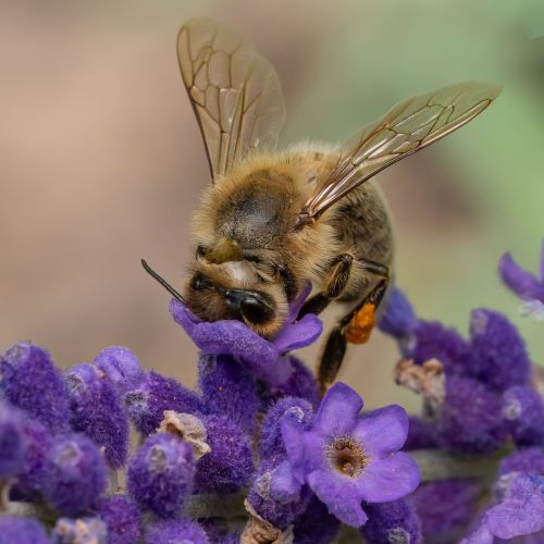 Bee