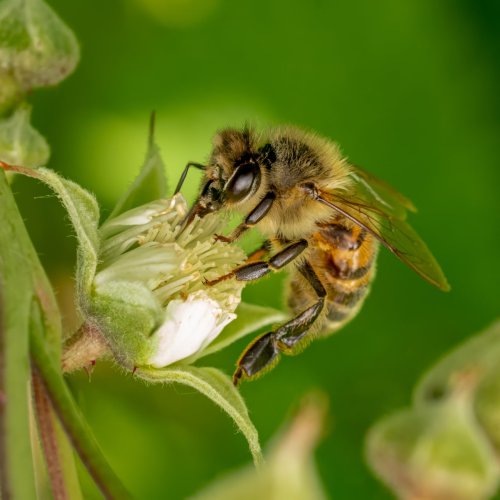 Bee