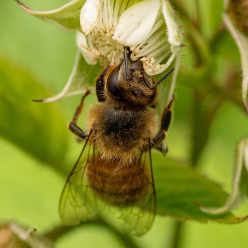 Bee