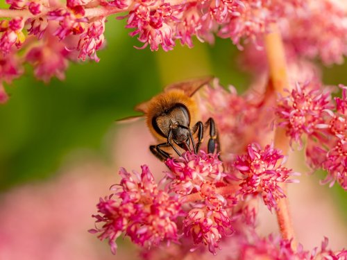 Bee