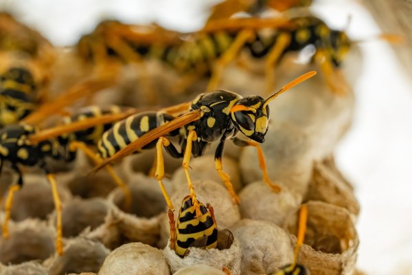 Wasps