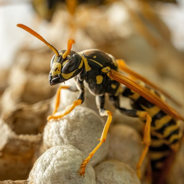 Wasp