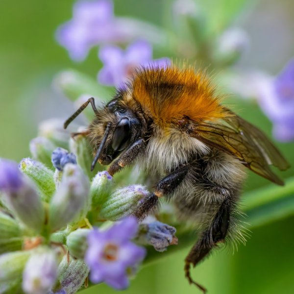 Bombus pascuorum Bumblebee