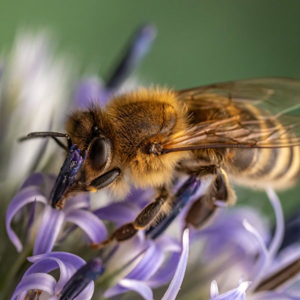 Bee