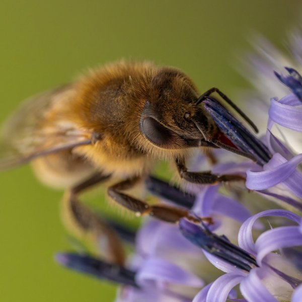 Bee