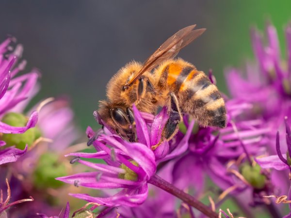 Bee