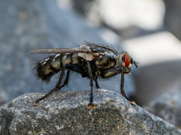 Fly