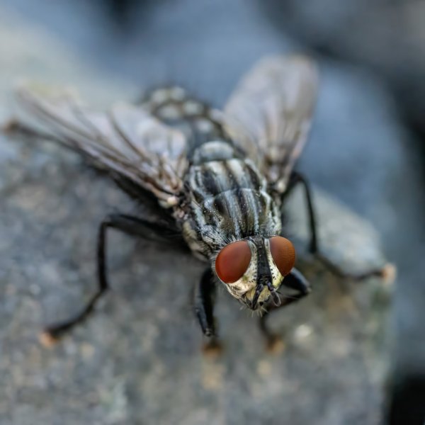 Fly