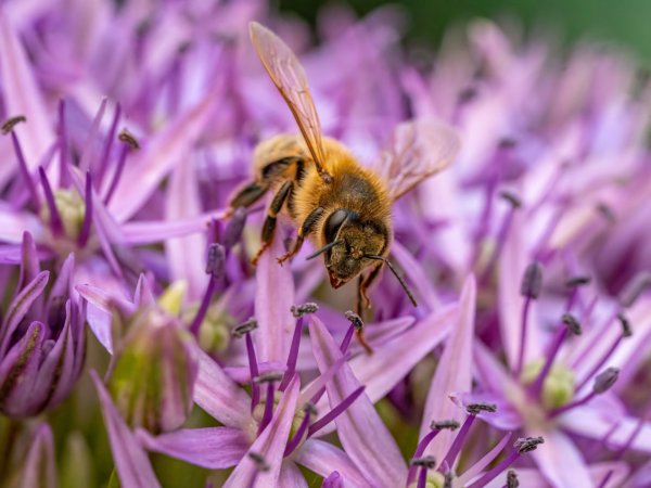 Bee