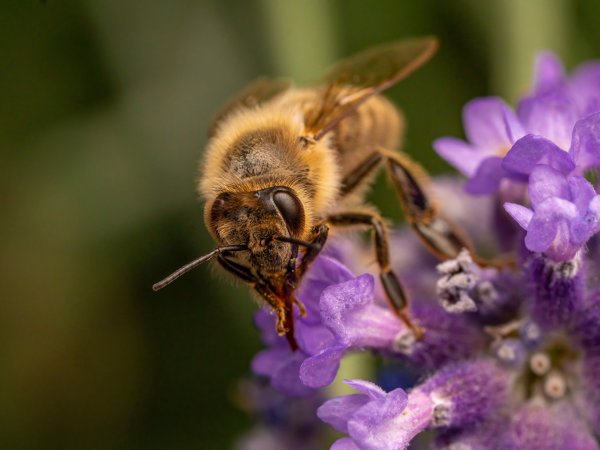 Bee