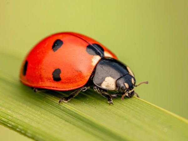 Ladybug