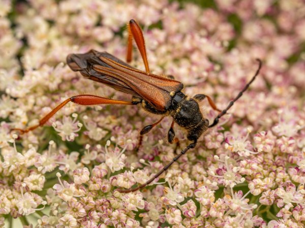 Stenopterus rufus 