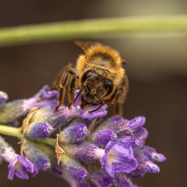 Bee