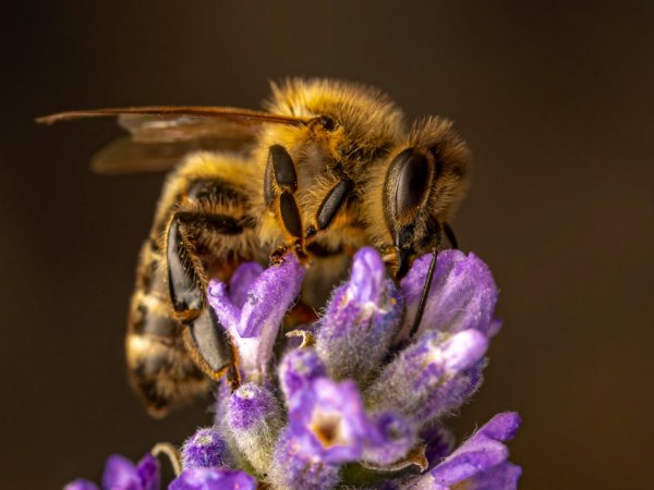 Bee