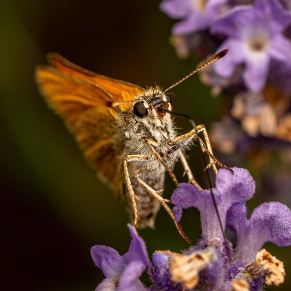 Small skipper (Thymelicus sylvestris)