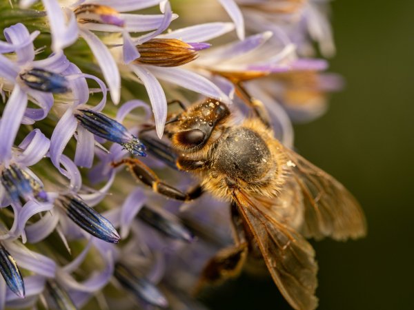 Bee