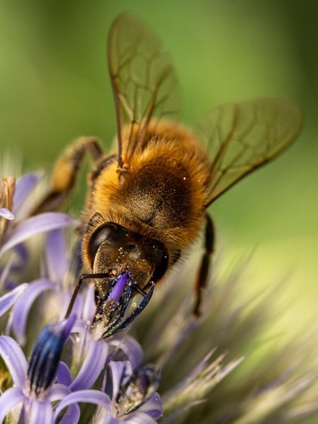 Bee
