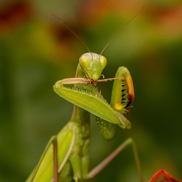 European mantis (Mantis religiosa)