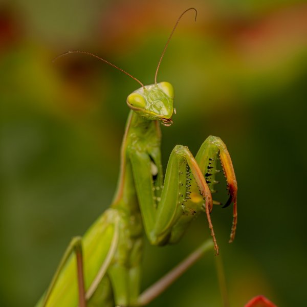 European mantis (Mantis religiosa)