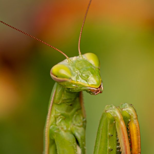 European mantis (Mantis religiosa)