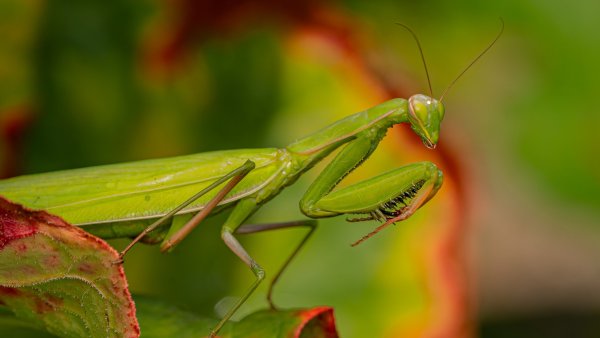 European mantis (Mantis religiosa)