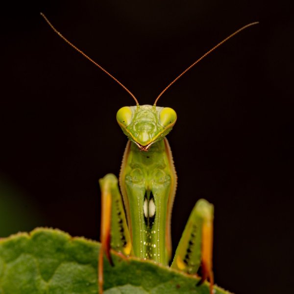 European mantis (Mantis religiosa)