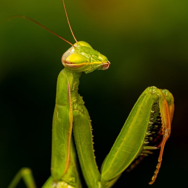 European mantis (Mantis religiosa)