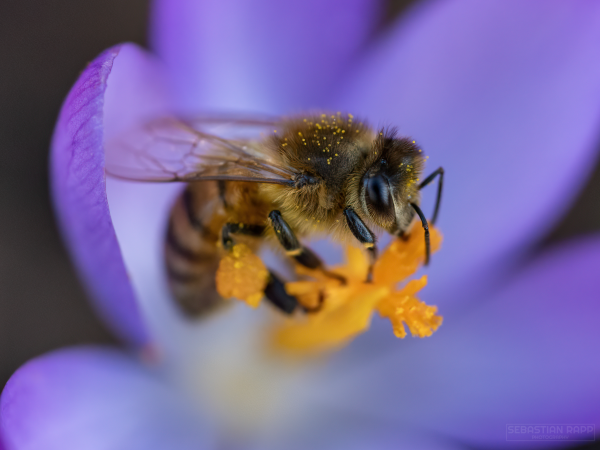Bee