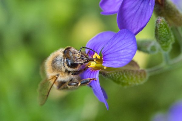 Bee