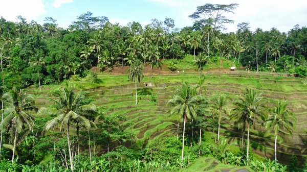 Bali Rice Terraces